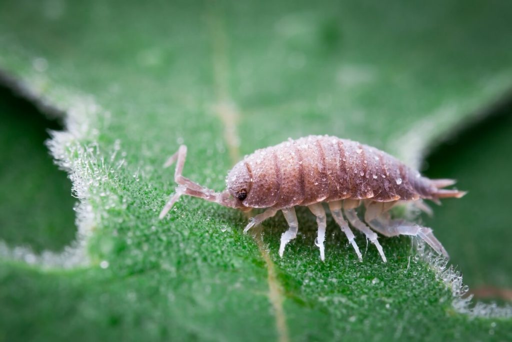 moth damage