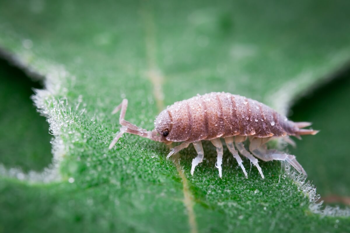 moth damage